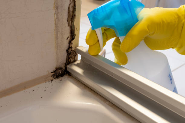 Best Commercial Mold Inspection  in Blennerhassett, WV